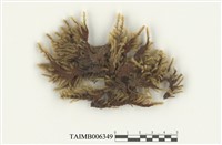 藏品(熱澤苔屬)的圖片